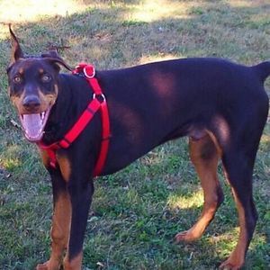 Meet your Posher, Rob